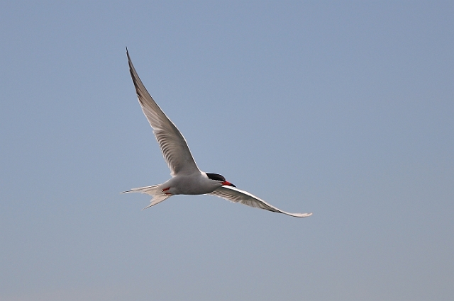 Holiday Dorset_9639_edited-1.jpg - COMMON TERN - BROWNSEA ISLAND & POOLE HARBOUR, DORSET